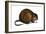 Muskrat (Ondatra Zibethica), Mammals-Encyclopaedia Britannica-Framed Art Print