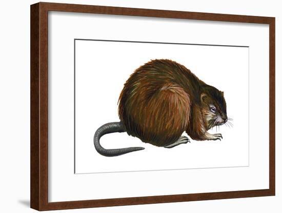 Muskrat (Ondatra Zibethica), Mammals-Encyclopaedia Britannica-Framed Art Print