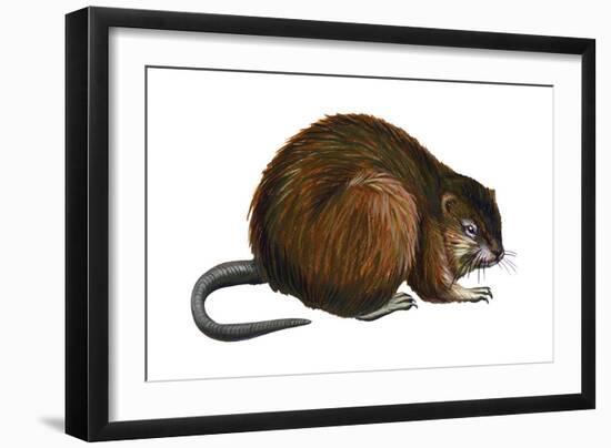 Muskrat (Ondatra Zibethica), Mammals-Encyclopaedia Britannica-Framed Art Print