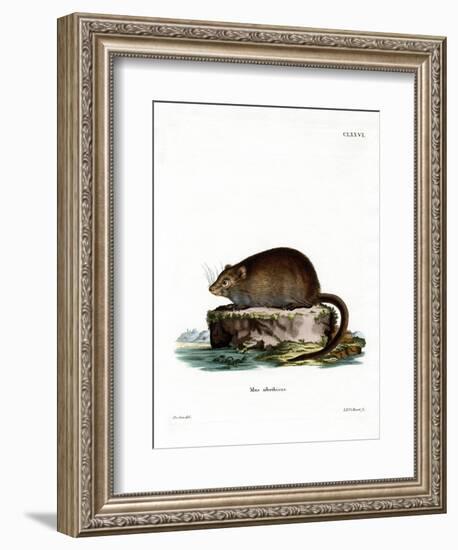 Muskrat-null-Framed Giclee Print