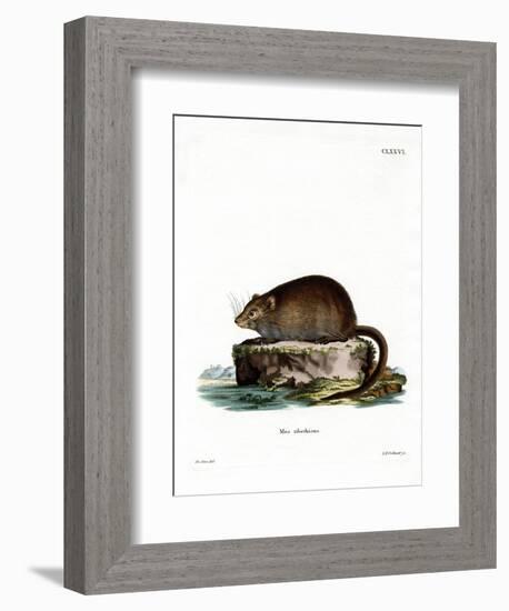 Muskrat-null-Framed Giclee Print