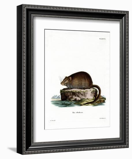 Muskrat-null-Framed Giclee Print