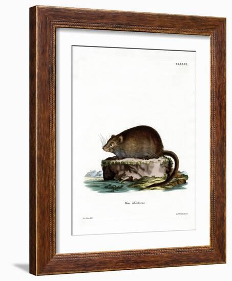 Muskrat-null-Framed Giclee Print