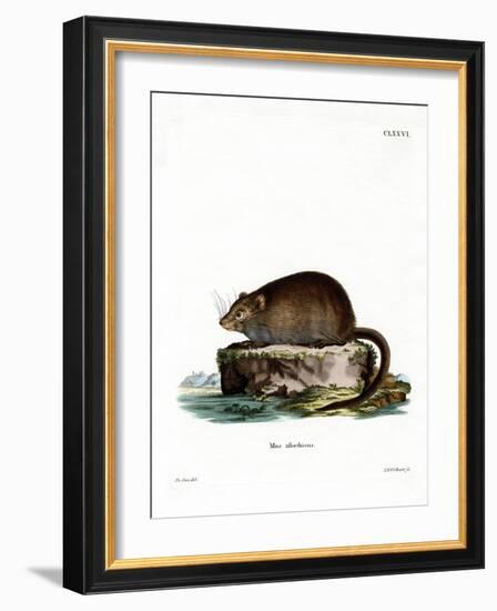 Muskrat-null-Framed Giclee Print