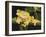 Musky Flying Frog-Barbara Keith-Framed Giclee Print