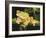 Musky Flying Frog-Barbara Keith-Framed Giclee Print