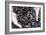 Mussel Farming-Louise Murray-Framed Photographic Print