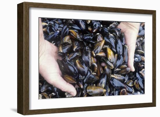 Mussel Farming-Louise Murray-Framed Photographic Print