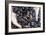 Mussel Farming-Louise Murray-Framed Photographic Print