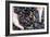 Mussel Farming-Louise Murray-Framed Photographic Print