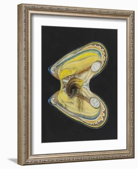 Mussel-Philip Henry Gosse-Framed Giclee Print