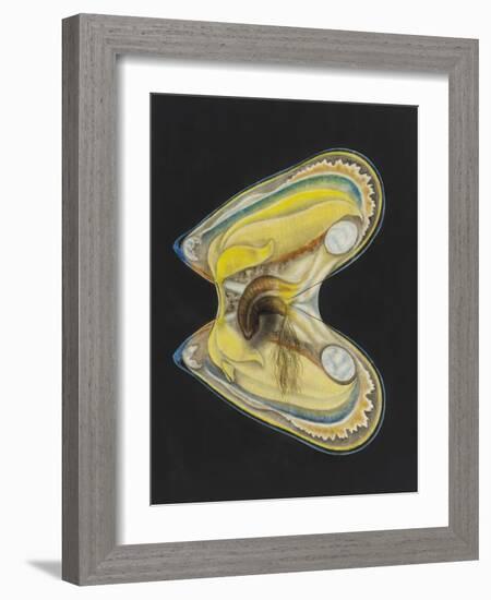 Mussel-Philip Henry Gosse-Framed Giclee Print