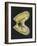 Mussel-Philip Henry Gosse-Framed Giclee Print