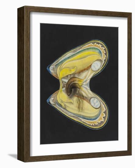 Mussel-Philip Henry Gosse-Framed Giclee Print