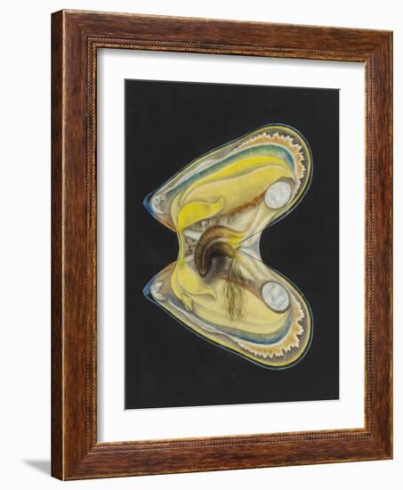 Mussel-Philip Henry Gosse-Framed Giclee Print