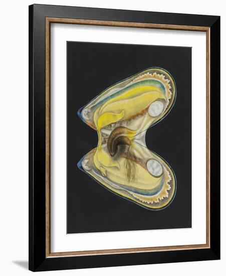 Mussel-Philip Henry Gosse-Framed Giclee Print