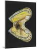 Mussel-Philip Henry Gosse-Mounted Giclee Print