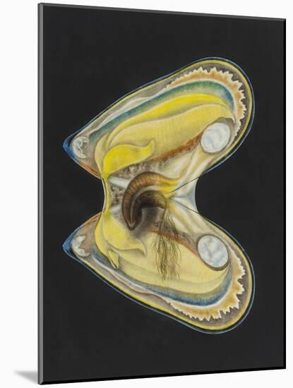 Mussel-Philip Henry Gosse-Mounted Giclee Print