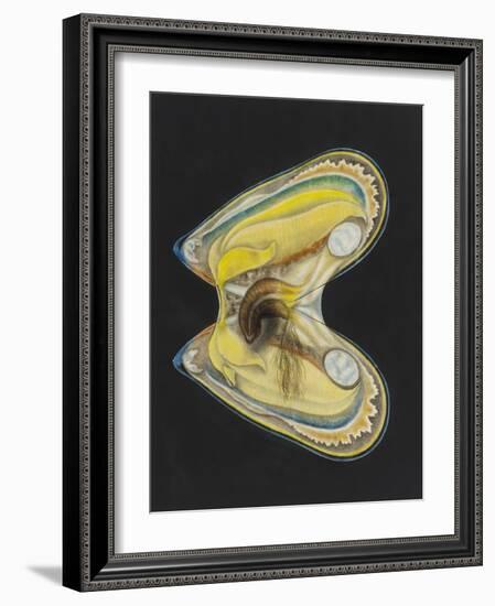 Mussel-Philip Henry Gosse-Framed Giclee Print