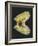 Mussel-Philip Henry Gosse-Framed Giclee Print