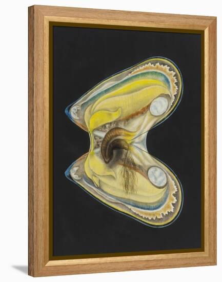 Mussel-Philip Henry Gosse-Framed Premier Image Canvas