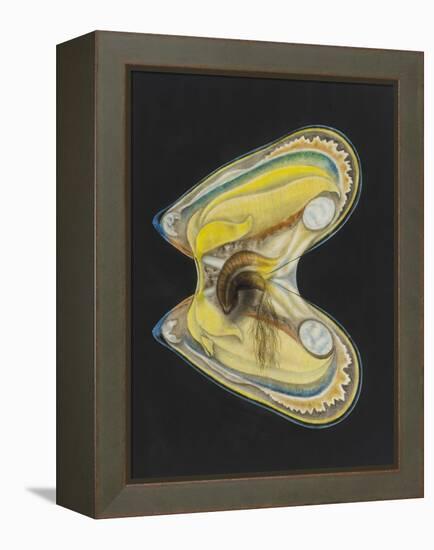 Mussel-Philip Henry Gosse-Framed Premier Image Canvas