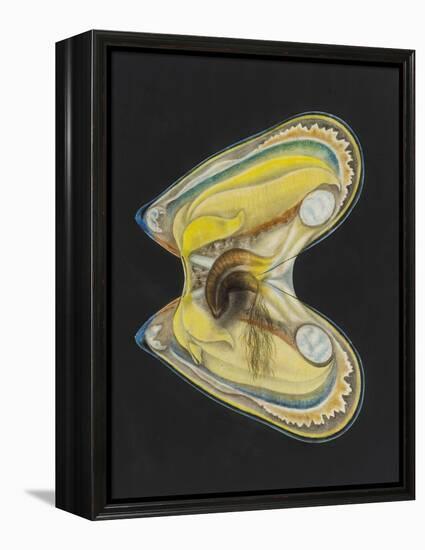 Mussel-Philip Henry Gosse-Framed Premier Image Canvas