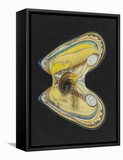 Mussel-Philip Henry Gosse-Framed Premier Image Canvas