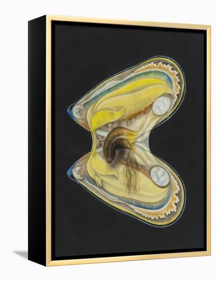 Mussel-Philip Henry Gosse-Framed Premier Image Canvas