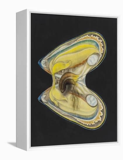 Mussel-Philip Henry Gosse-Framed Premier Image Canvas