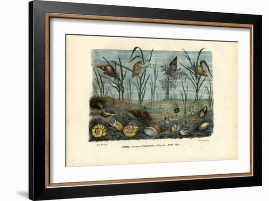 Mussels, 1863-79-Raimundo Petraroja-Framed Giclee Print