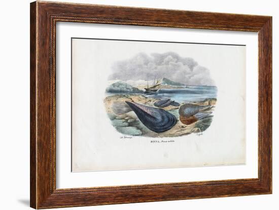 Mussels, 1863-79-Raimundo Petraroja-Framed Giclee Print