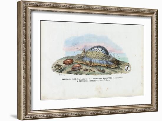 Mussels, 1863-79-Raimundo Petraroja-Framed Giclee Print