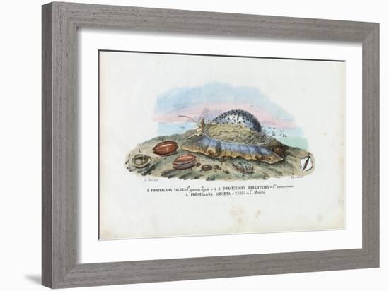 Mussels, 1863-79-Raimundo Petraroja-Framed Giclee Print