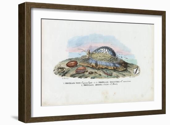 Mussels, 1863-79-Raimundo Petraroja-Framed Giclee Print