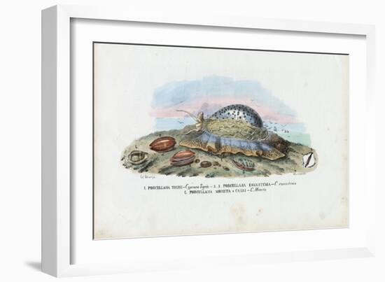 Mussels, 1863-79-Raimundo Petraroja-Framed Giclee Print