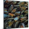 Mussels, 2014-Aris Kalaizis-Mounted Giclee Print