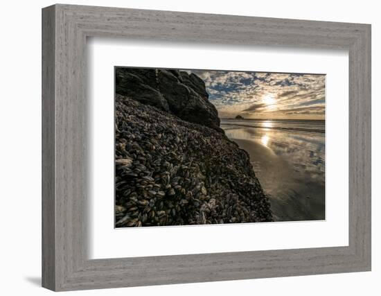 Mussels and Barnacles on rock at sunset, Sand Dollar Beach, Plaskett Creek, Big Sur, California...-null-Framed Photographic Print