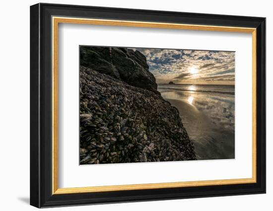 Mussels and Barnacles on rock at sunset, Sand Dollar Beach, Plaskett Creek, Big Sur, California...-null-Framed Photographic Print