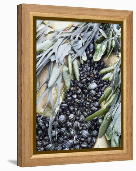 Mussels and Seaweed on the Tidal Seashore, Cullen, Scotland, United Kingdom-Lousie Murray-Framed Premier Image Canvas