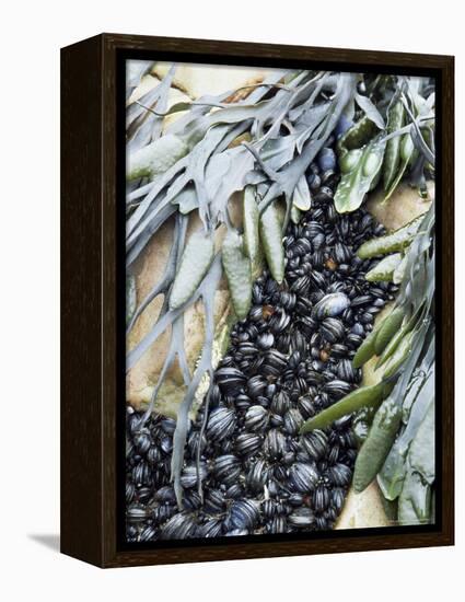 Mussels and Seaweed on the Tidal Seashore, Cullen, Scotland, United Kingdom-Lousie Murray-Framed Premier Image Canvas