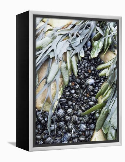 Mussels and Seaweed on the Tidal Seashore, Cullen, Scotland, United Kingdom-Lousie Murray-Framed Premier Image Canvas