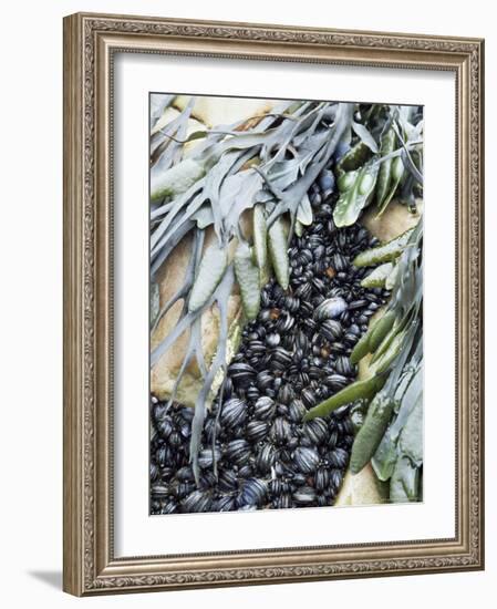 Mussels and Seaweed on the Tidal Seashore, Cullen, Scotland, United Kingdom-Lousie Murray-Framed Photographic Print