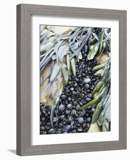 Mussels and Seaweed on the Tidal Seashore, Cullen, Scotland, United Kingdom-Lousie Murray-Framed Photographic Print