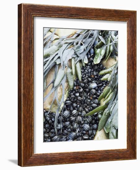 Mussels and Seaweed on the Tidal Seashore, Cullen, Scotland, United Kingdom-Lousie Murray-Framed Photographic Print