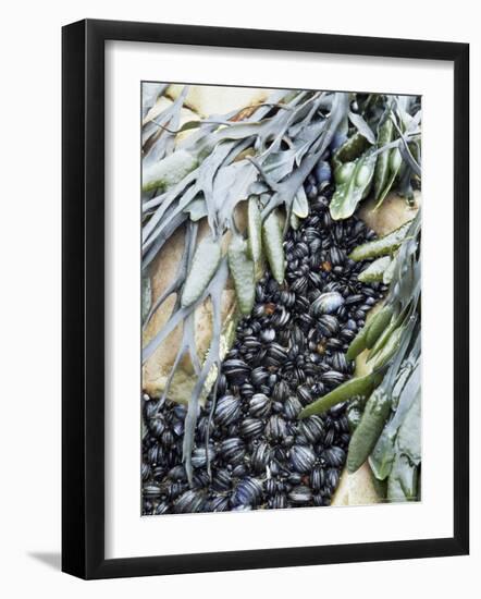 Mussels and Seaweed on the Tidal Seashore, Cullen, Scotland, United Kingdom-Lousie Murray-Framed Photographic Print