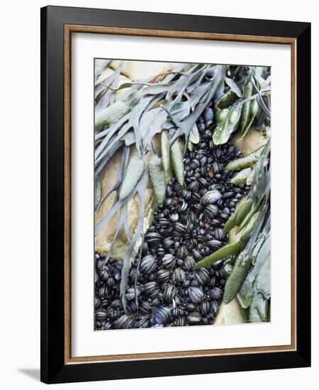 Mussels and Seaweed on the Tidal Seashore, Cullen, Scotland, United Kingdom-Lousie Murray-Framed Photographic Print