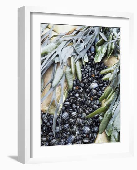 Mussels and Seaweed on the Tidal Seashore, Cullen, Scotland, United Kingdom-Lousie Murray-Framed Photographic Print