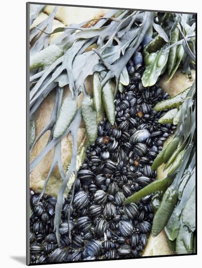 Mussels and Seaweed on the Tidal Seashore, Cullen, Scotland, United Kingdom-Lousie Murray-Mounted Photographic Print