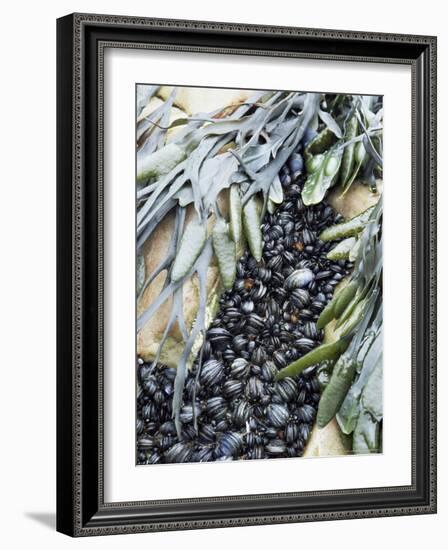 Mussels and Seaweed on the Tidal Seashore, Cullen, Scotland, United Kingdom-Lousie Murray-Framed Photographic Print